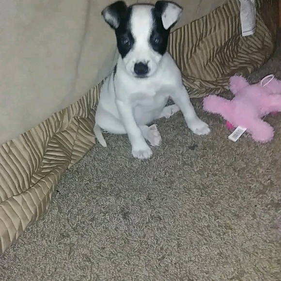 Meet your Posher, Shanar - Picture 1 of 1